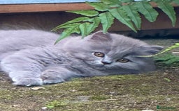British Shorthair cats for sale: REDUCED - Image 19