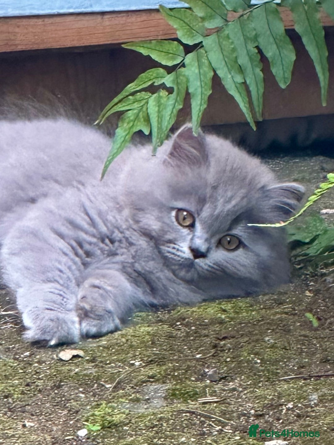 British Shorthair cats for sale: REDUCED - Image 19