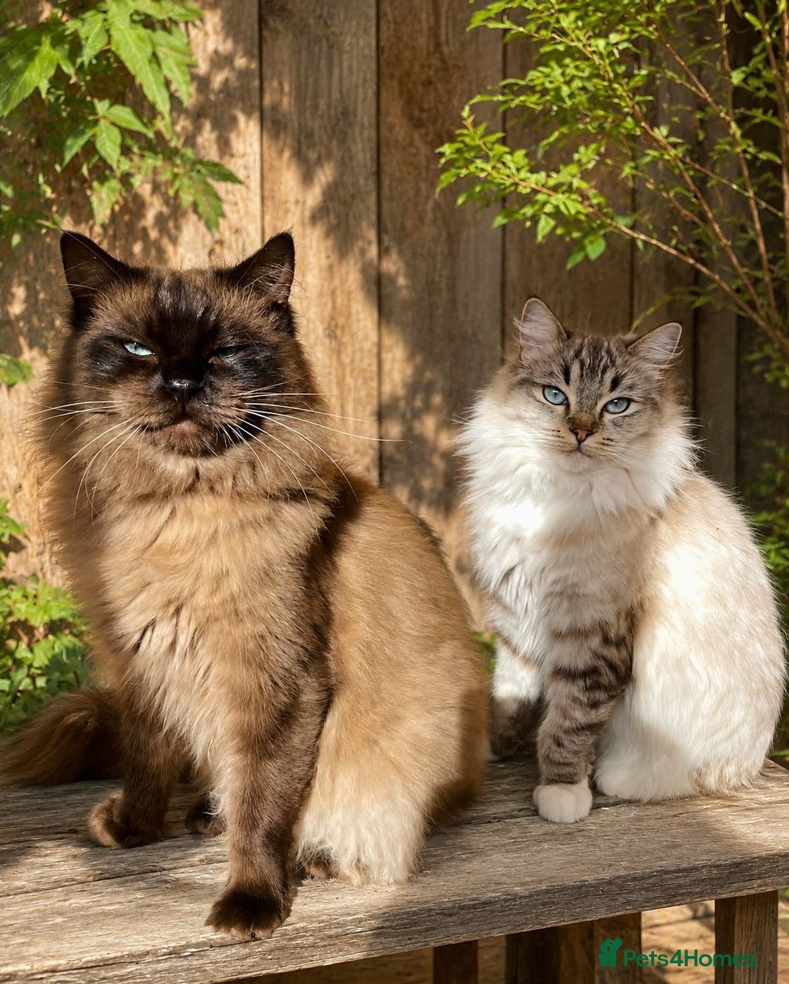Ragdoll cats TICA registered Cherubim retired male and female - Advert 17