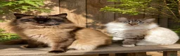 Ragdoll cats for sale: TICA registered Cherubim retired male and female - Advert 1