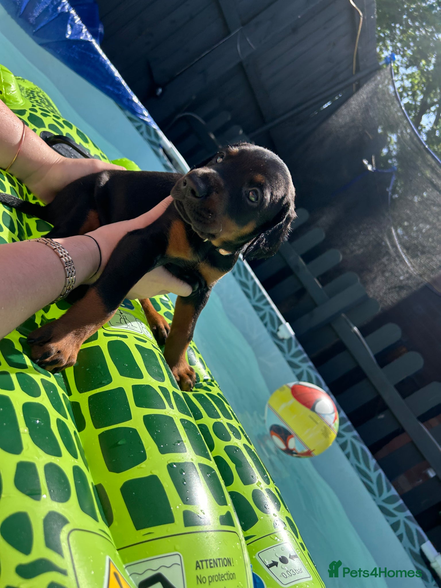 Dobermann dogs Last 2 beautiful girl doberman for sale  - Advert 16