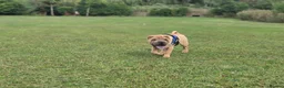 Shar Pei dogs for sale: Male shar pei for sale in Gateshead - Advert 16