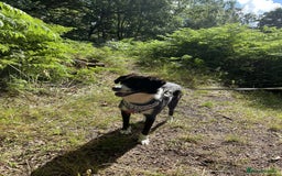Mixed Breed dogs for adoption: Terrific Trixie - Image 15