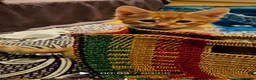 Mixed Breed cats for sale: Elven Bengal Kittens  - Advert 25