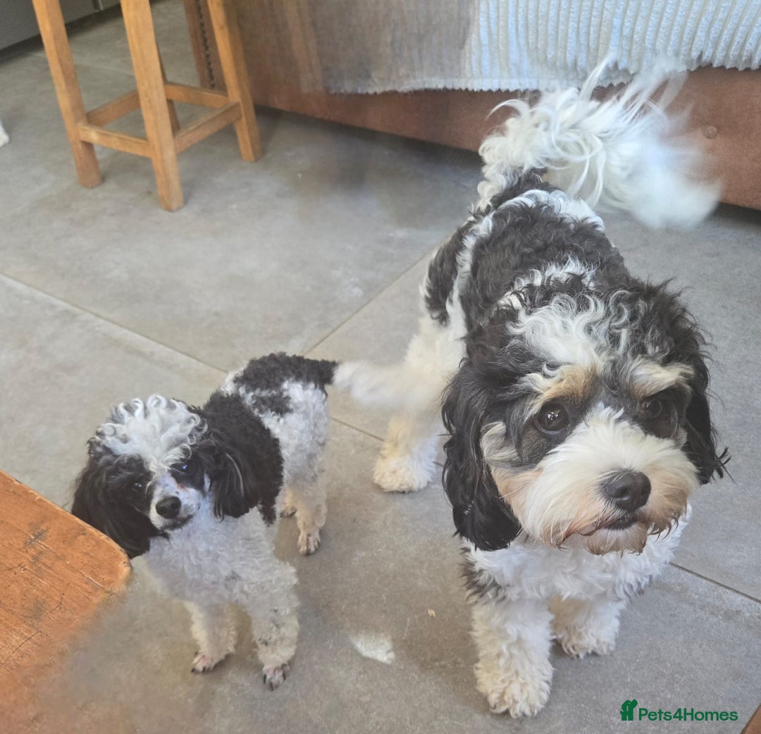 Toy Poodle dogs for stud: TINY KC PARTI TOY POODLE STUD HEALTH TESTED - Advert 6