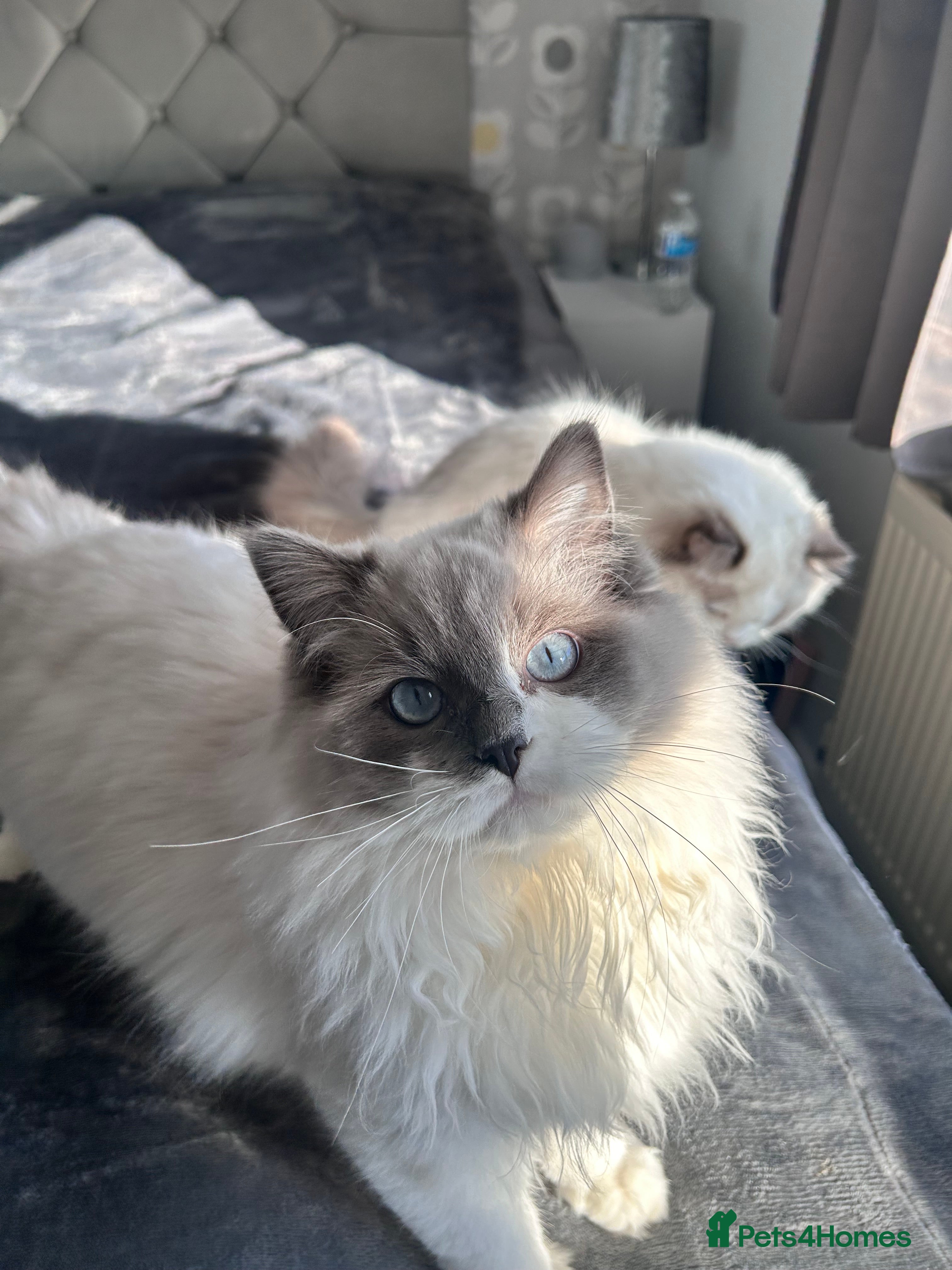 Ragdoll cats Ragdoll  - Advert 1