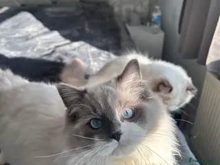 Ragdoll cats Ragdoll - Advert 1