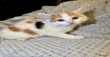 Domestic Shorthair cats - Advert 1