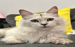Maine Coon cats for sale: Gorgeous Blue Shaded Maine Coons  - Image 11