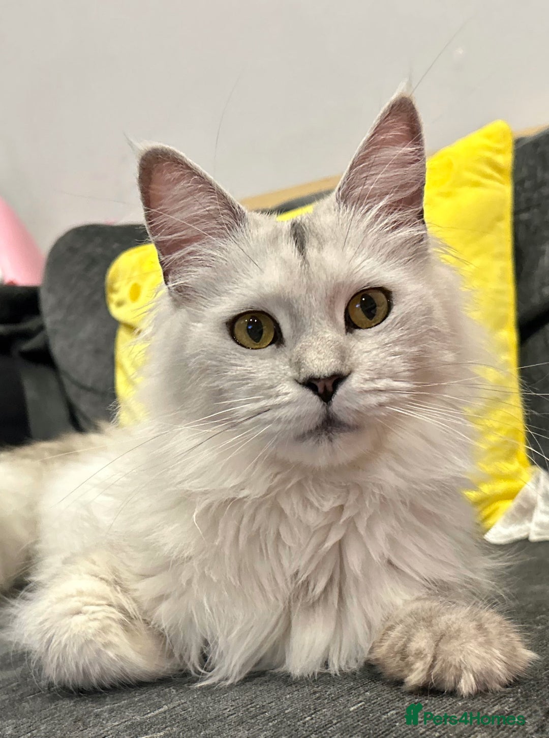 Maine Coon cats for sale: Gorgeous Blue Shaded Maine Coons  - Image 11