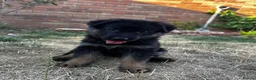 German Shepherd dogs for sale: Black & Red Show line German Shepherd in Bedford - Advert 7