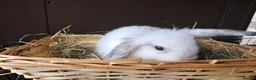 Mini Lop rabbits for sale: Baby lops in Rugeley - Advert 3