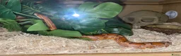 Corn Snake reptiles for sale: Friendly little corn in Glasgow - Advert 1