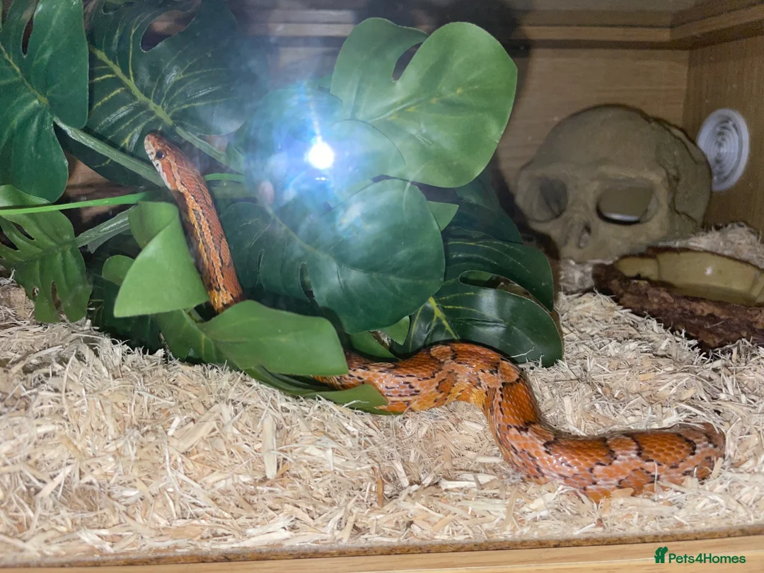 Corn Snake reptiles for sale: Friendly little corn in Glasgow - Advert 1