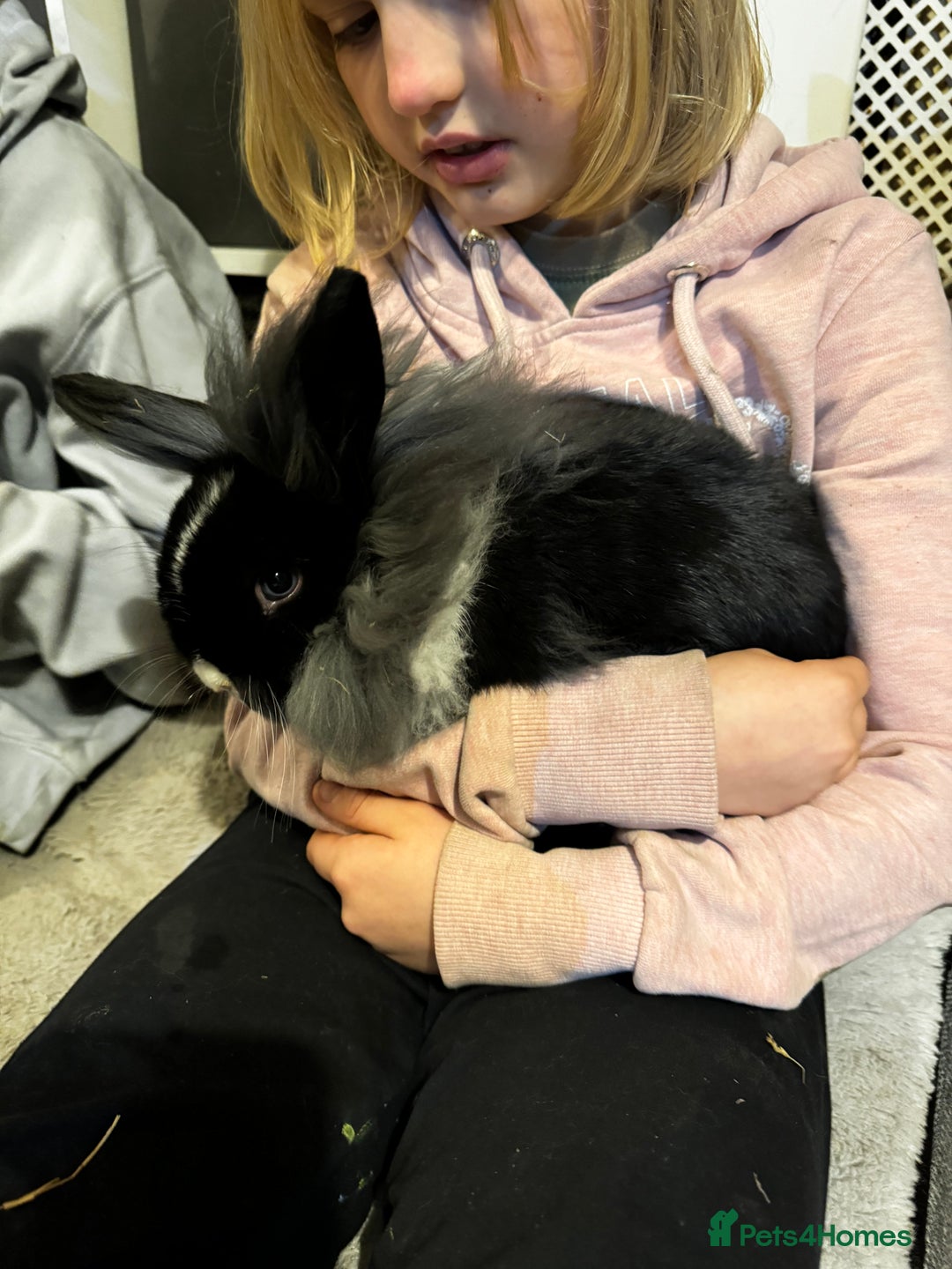 Mini Lion Lop rabbits for sale: 🩷🩵 Mini LionLops 🩵🩷 2 Available 🩷🩵 - Advert 5