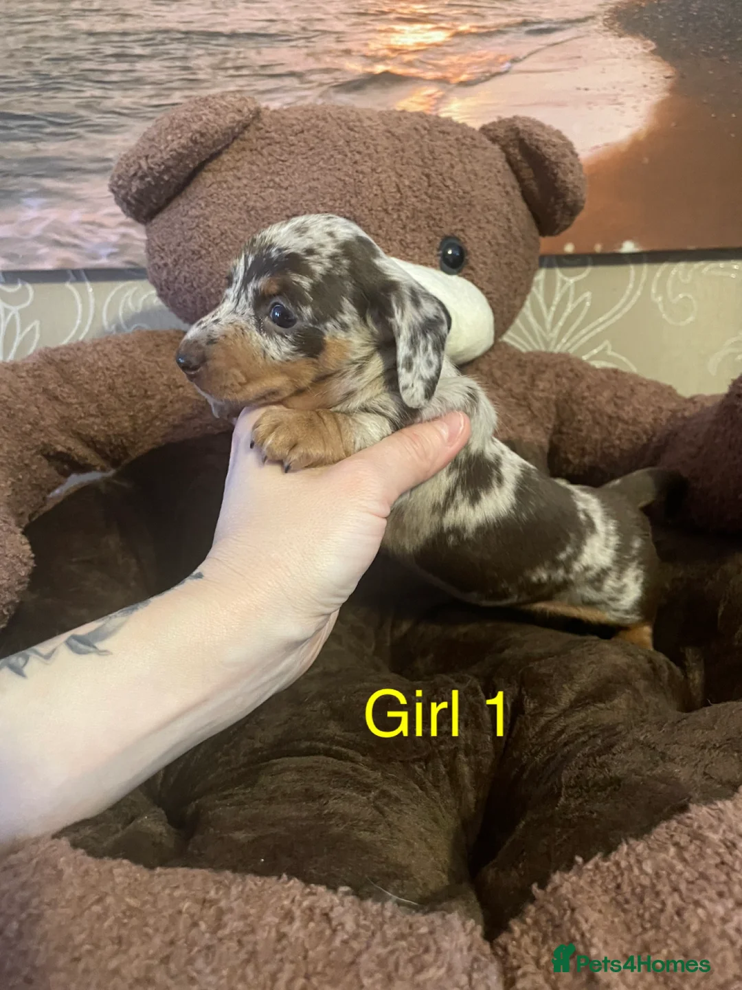 Miniature Dachshund dogs for sale: Miniature dapple piebald puppies - Advert 17