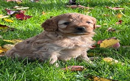 Cockapoo dogs for sale: F1b Toy Cockapoos 5⭐️ Licensed Breeder DNA Clear - Image 10