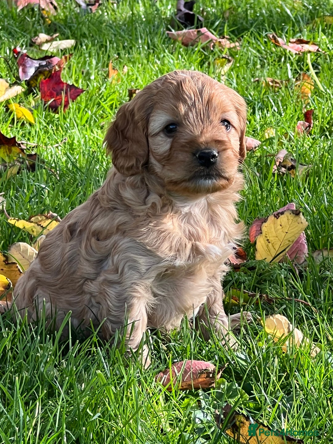 Cockapoo dogs for sale: F1b Toy Cockapoos 5⭐️ Licensed Breeder DNA Clear - Image 10