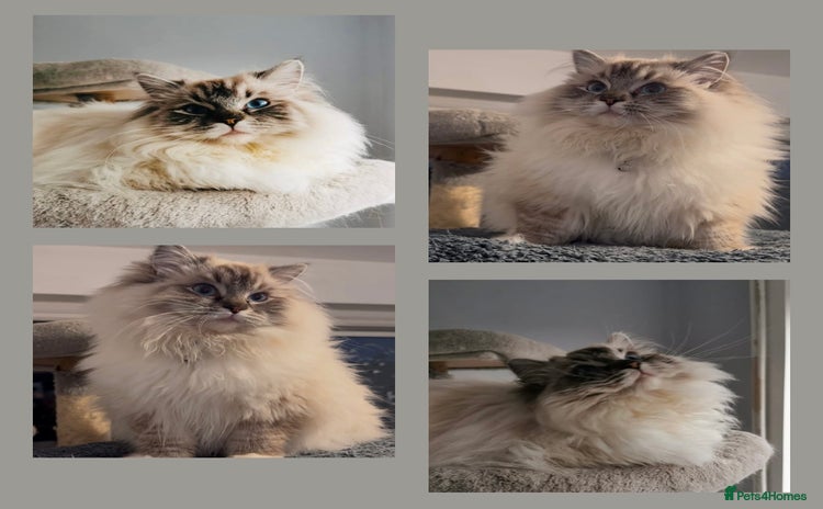 Ragdoll cats - Advert 3