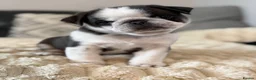 Pug dogs for sale: Kc pug puppies from a 5 star licensed breeder  - Advert 34
