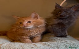 Maine Coon cats for sale: Pedigree Maine coon kittens READY NOW - Image 16