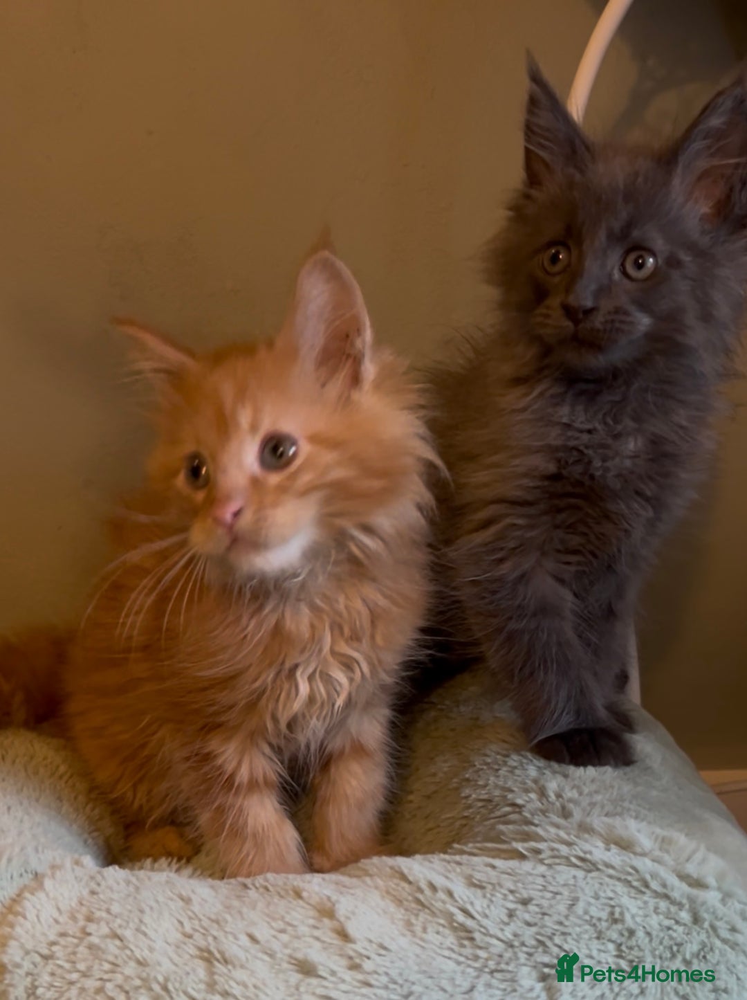 Maine Coon cats for sale: Pedigree Maine coon kittens READY NOW - Image 16