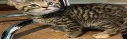 Mixed Breed cats for sale: 6 Adorable Kittens - Advert 10