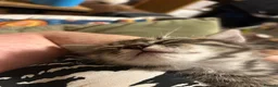 Mixed Breed cats for sale: Rag doll cross kittens - Advert 12