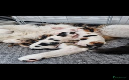 Mixed Breed cats for sale: Beautiful male kitten ready to leave now - Image 3