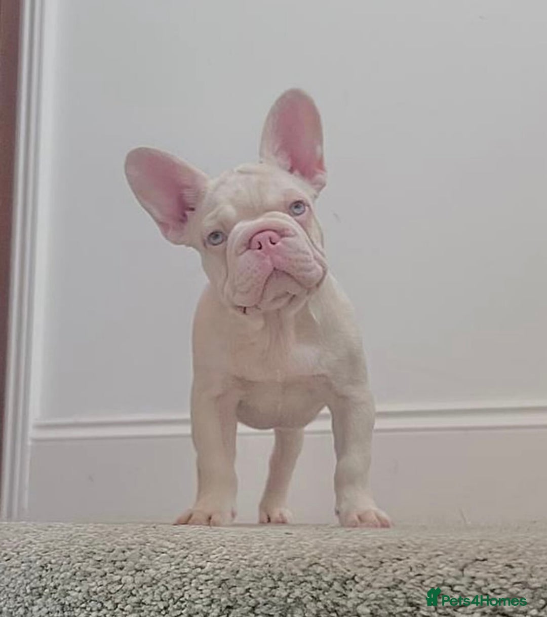 French Bulldog dogs for sale: KC reg 4 panel health test + DNA Male Frenchie Pup - Advert 26