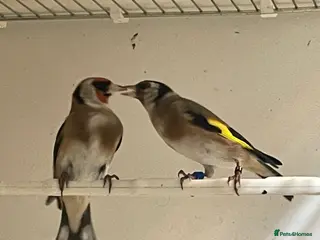 Finches birds Goldfinch - Advert 6