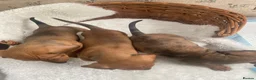 Miniature Dachshund dogs for sale: Miniature dapple dachshund puppies for sale  - Advert 8