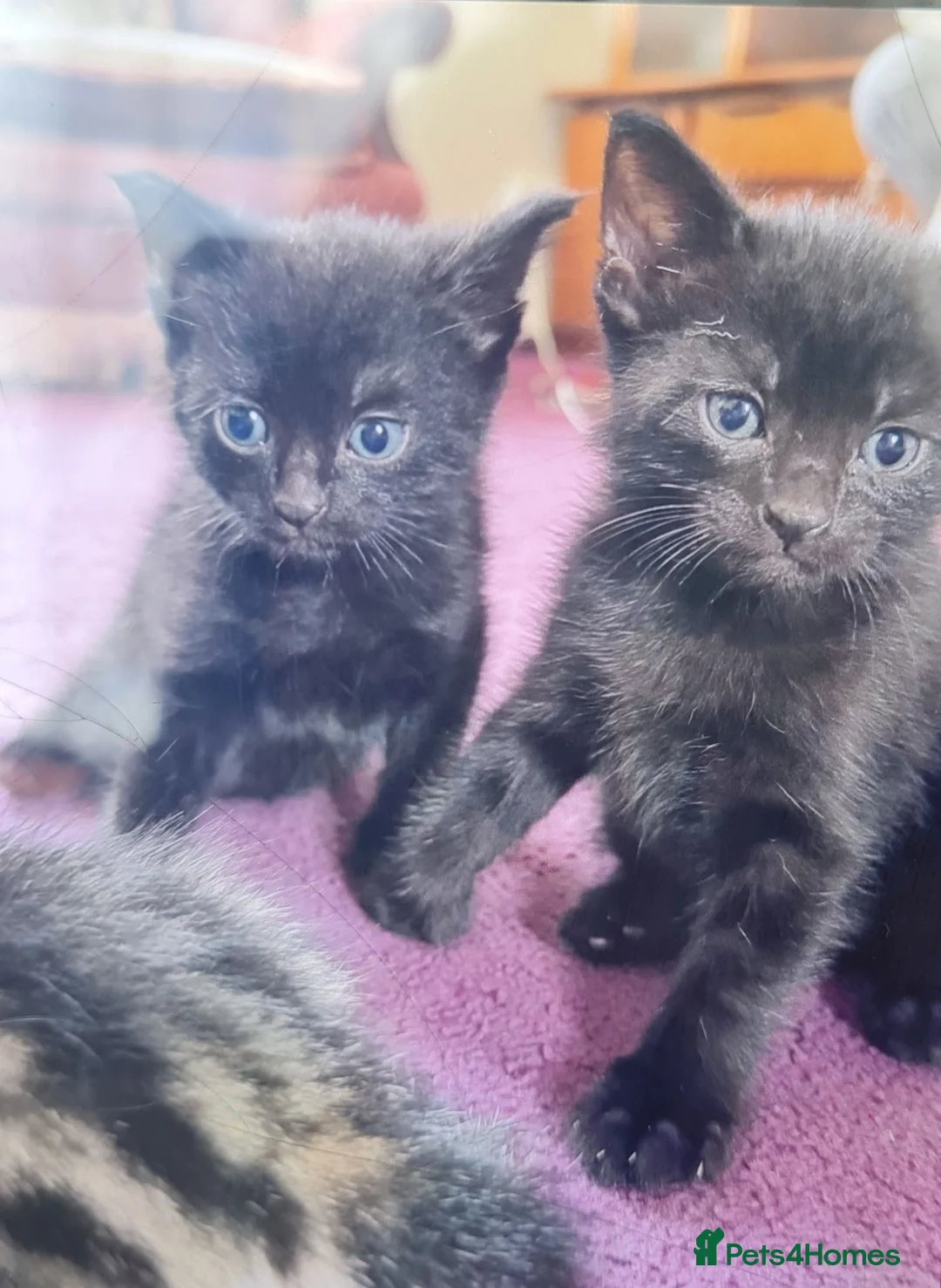 Mixed Breed cats for sale: 2 Female cats and 1 male kitten  in Mansfield - Advert 5