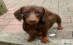 Miniature Dachshund dogs for stud: Mini Smooth Chocolate/Tan Dachshund (Stud Only) - Image 3