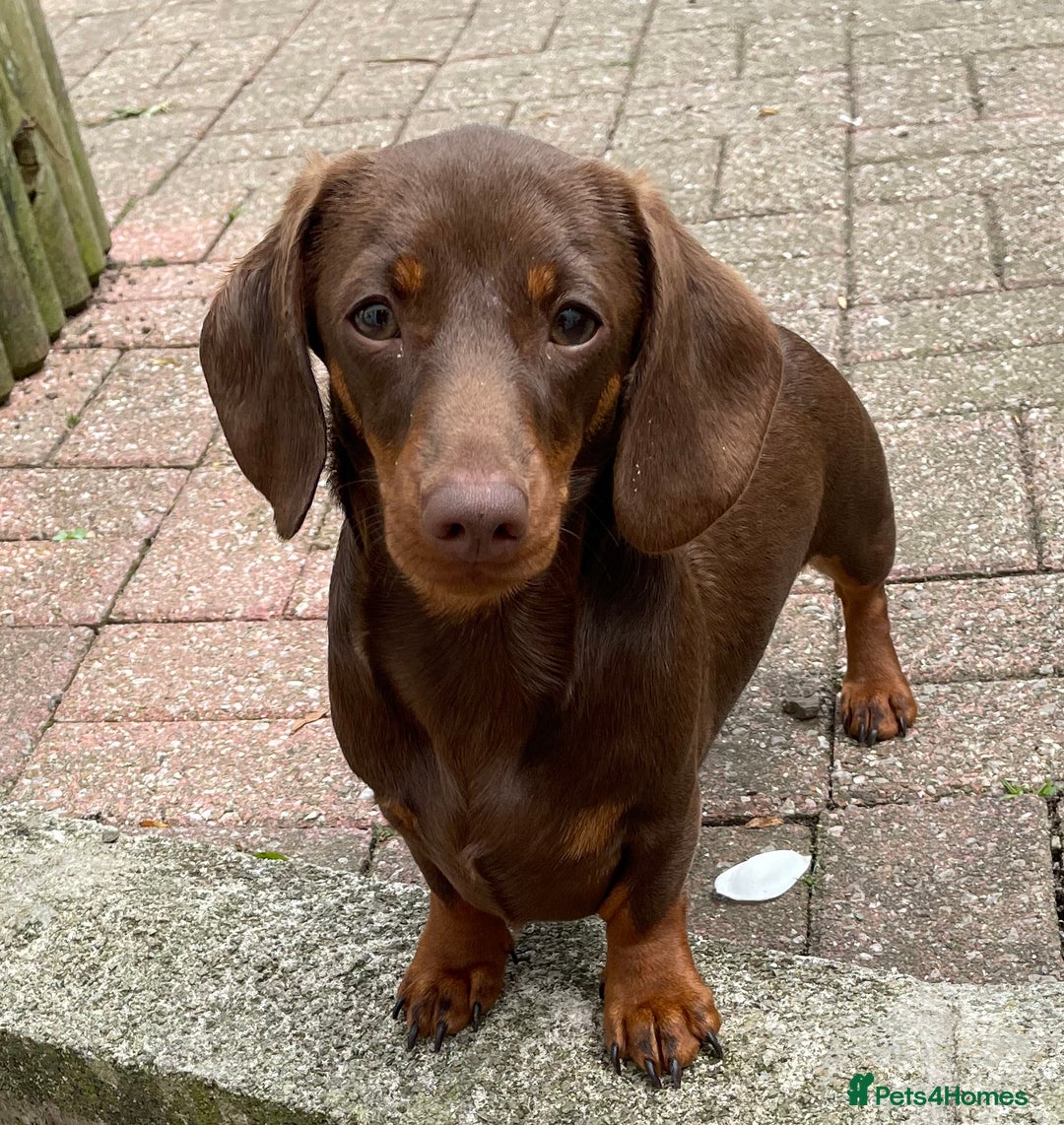 Miniature Dachshund dogs for stud: Mini Smooth Chocolate/Tan Dachshund (Stud Only) - Image 3