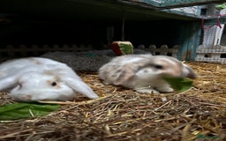 Mini Lop rabbits for sale: 2 male bunnies  - Advert 2
