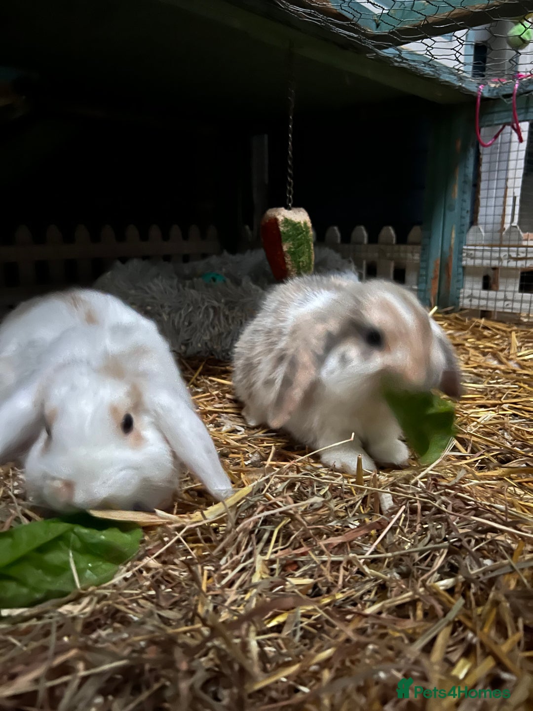 Mini Lop rabbits for sale: 2 male bunnies  - Advert 2