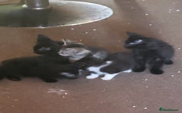 Mixed Breed cats for sale: Playfull kitten for sale - Image 2