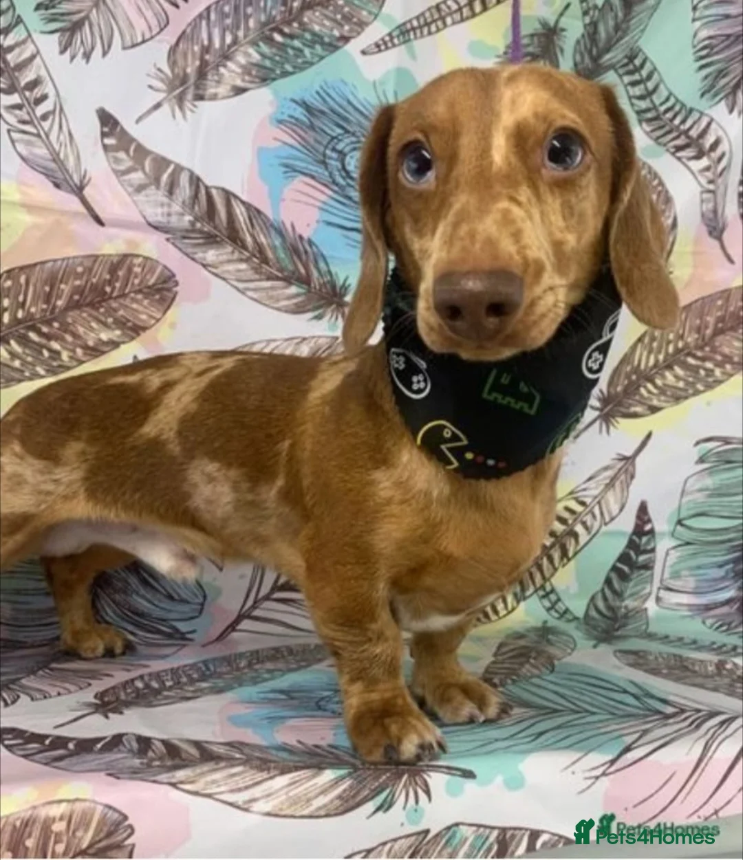 Dachshund dogs for sale: Miniature dachshund 1 girl left - Advert 29