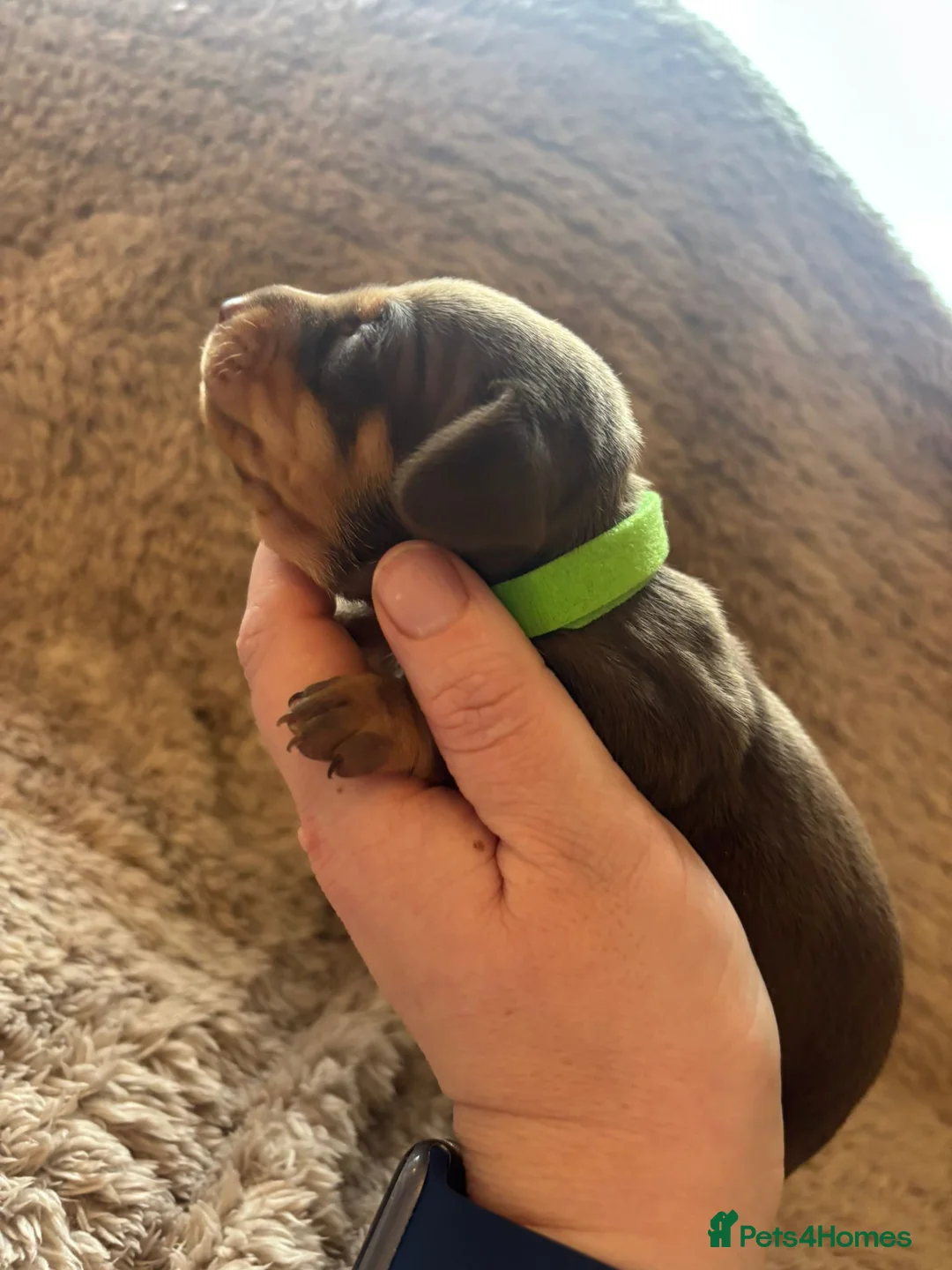 Dachshund dogs for sale: Miniature dachshund - Advert 13