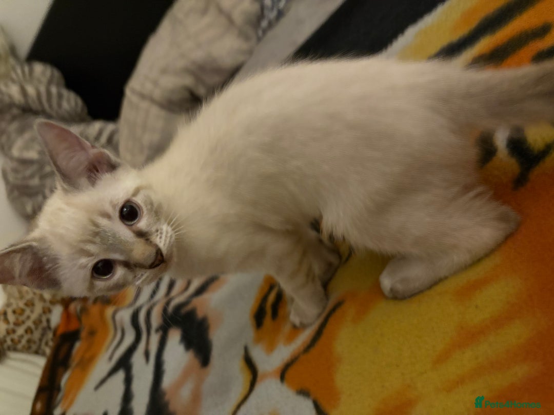 Ragdoll cats for sale: 3 Rag Cross Kittens - Image 3