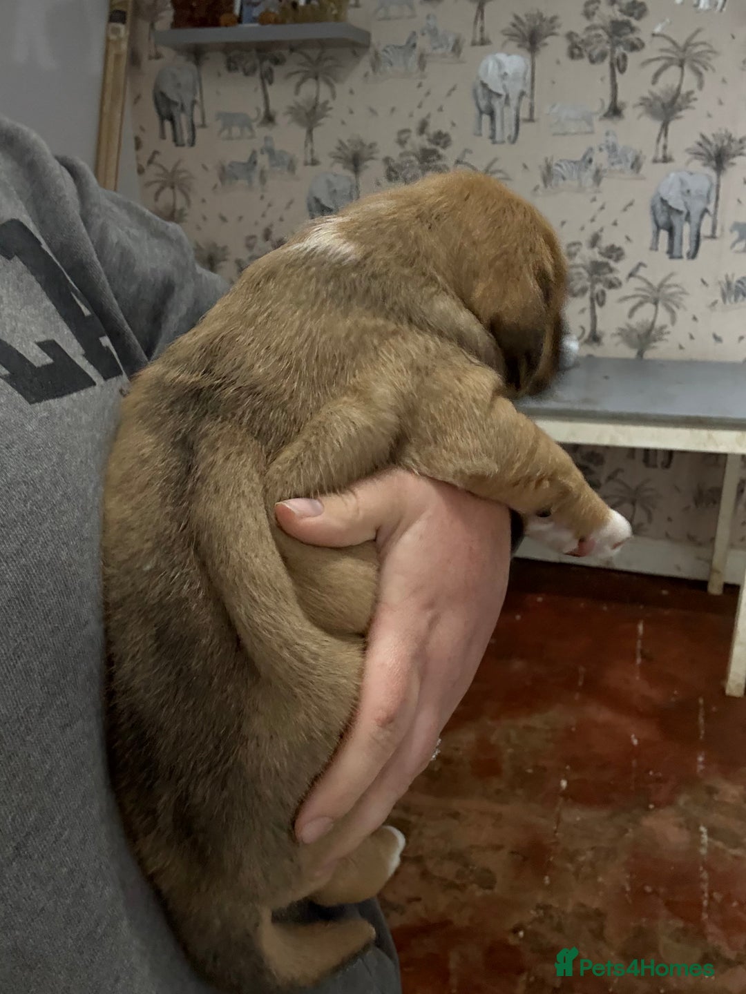 Mixed Breed dogs for sale: Chunky boys - Advert 21