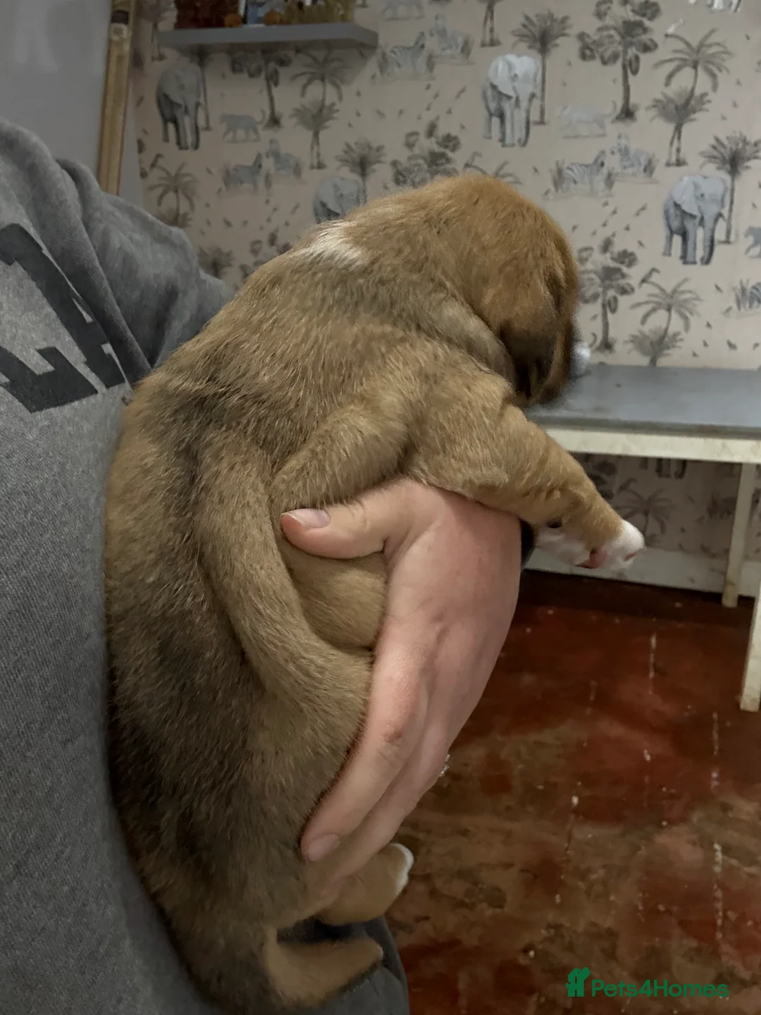 Mixed Breed dogs for sale: Chunky boys - Advert 18