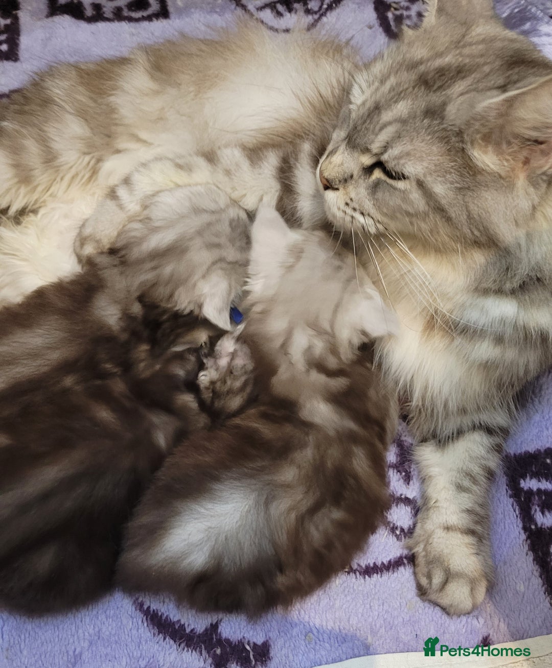 Maine Coon cats for sale: Tica registered Maine coon kittens  - Advert 14