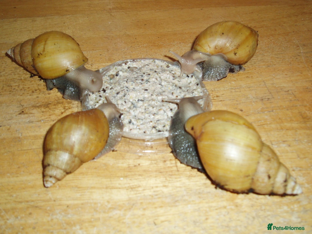 Snails invertebrates for sale: RODATZI GIANT AFRICAN LAND SNAILS - Advert 3