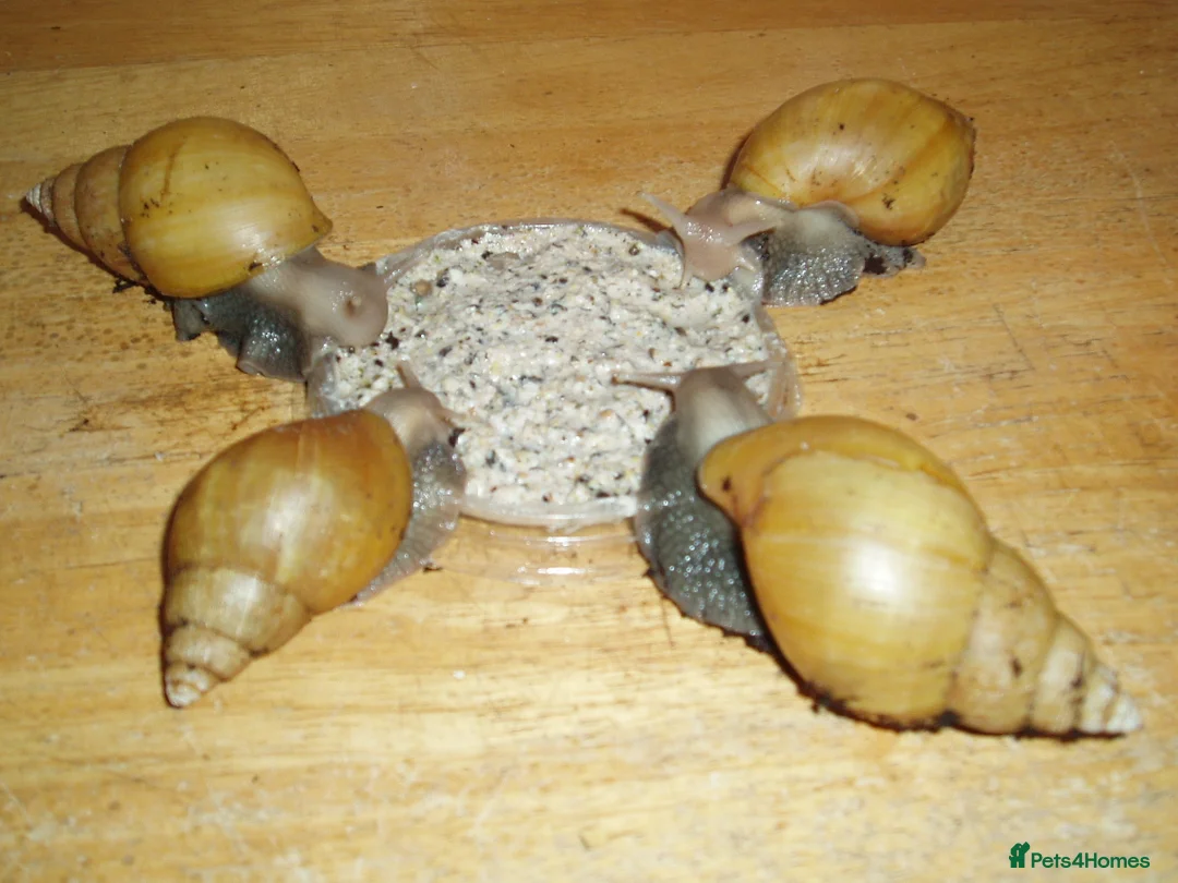 Snails invertebrates for sale: RODATZI GIANT AFRICAN LAND SNAILS - Advert 3