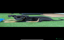 Mixed Breed dogs for sale: Shepweiler X Dogue de Bordeaux Pup for sale  - Image 3
