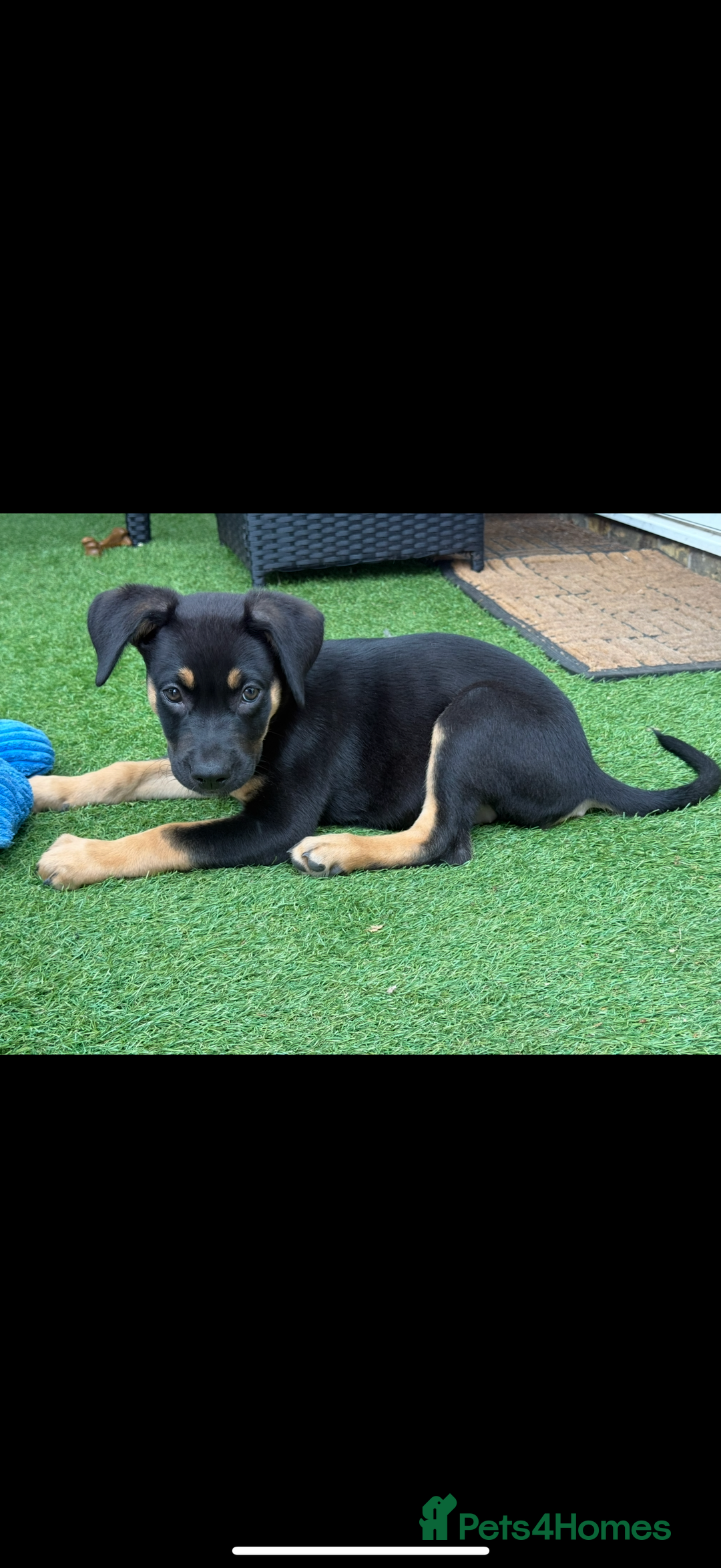Mixed Breed dogs for sale: Shepweiler X Dogue de Bordeaux Pup for sale  - Image 3