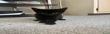 Mixed Breed Kitten 1