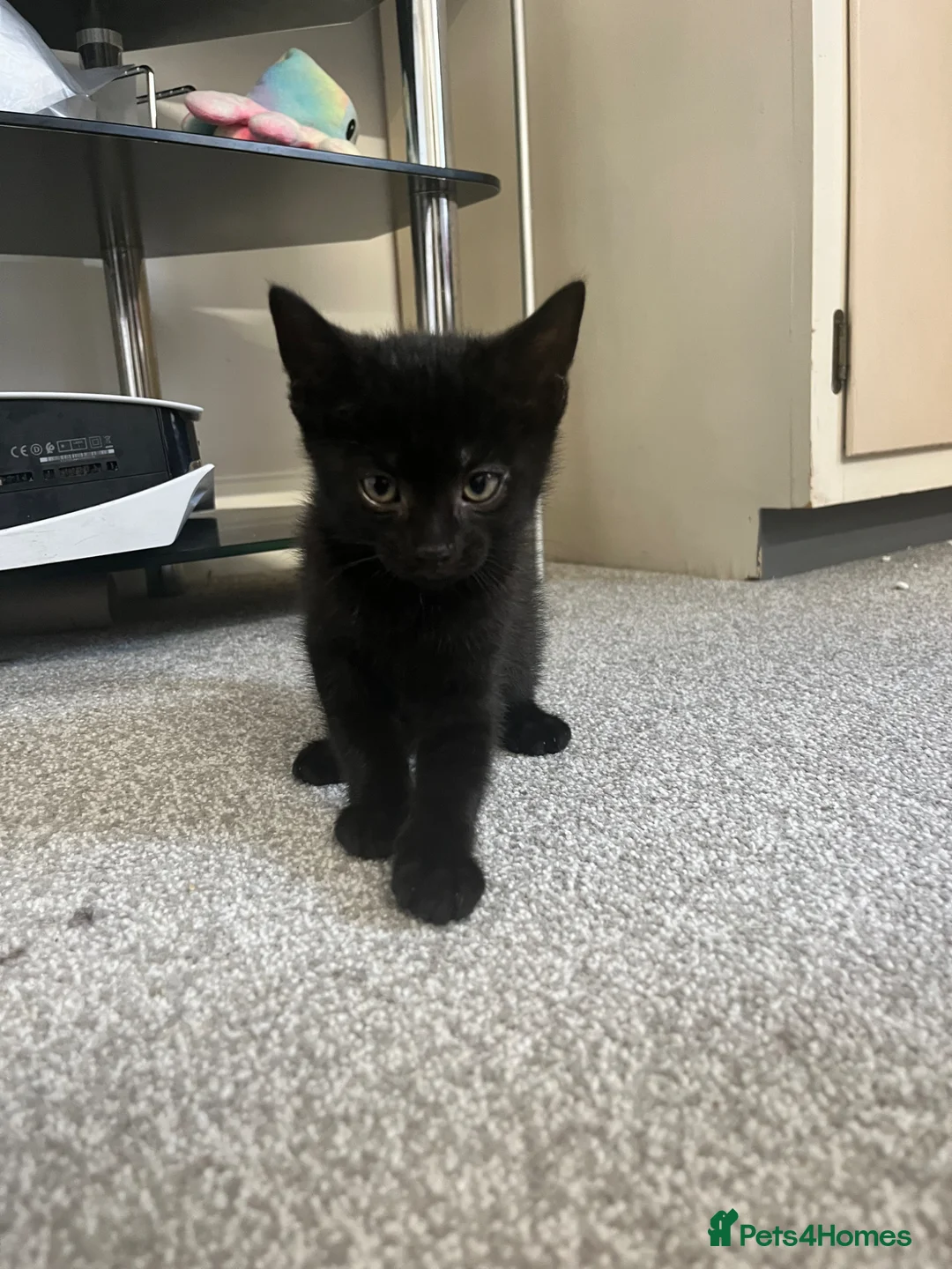 Mixed Breed cats for sale: 2 Kittens Left - Advert 2